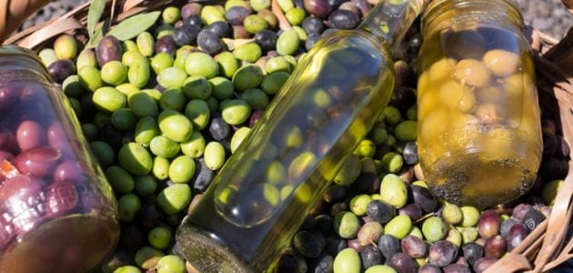 Learn About the Olive Trade and How it is Done