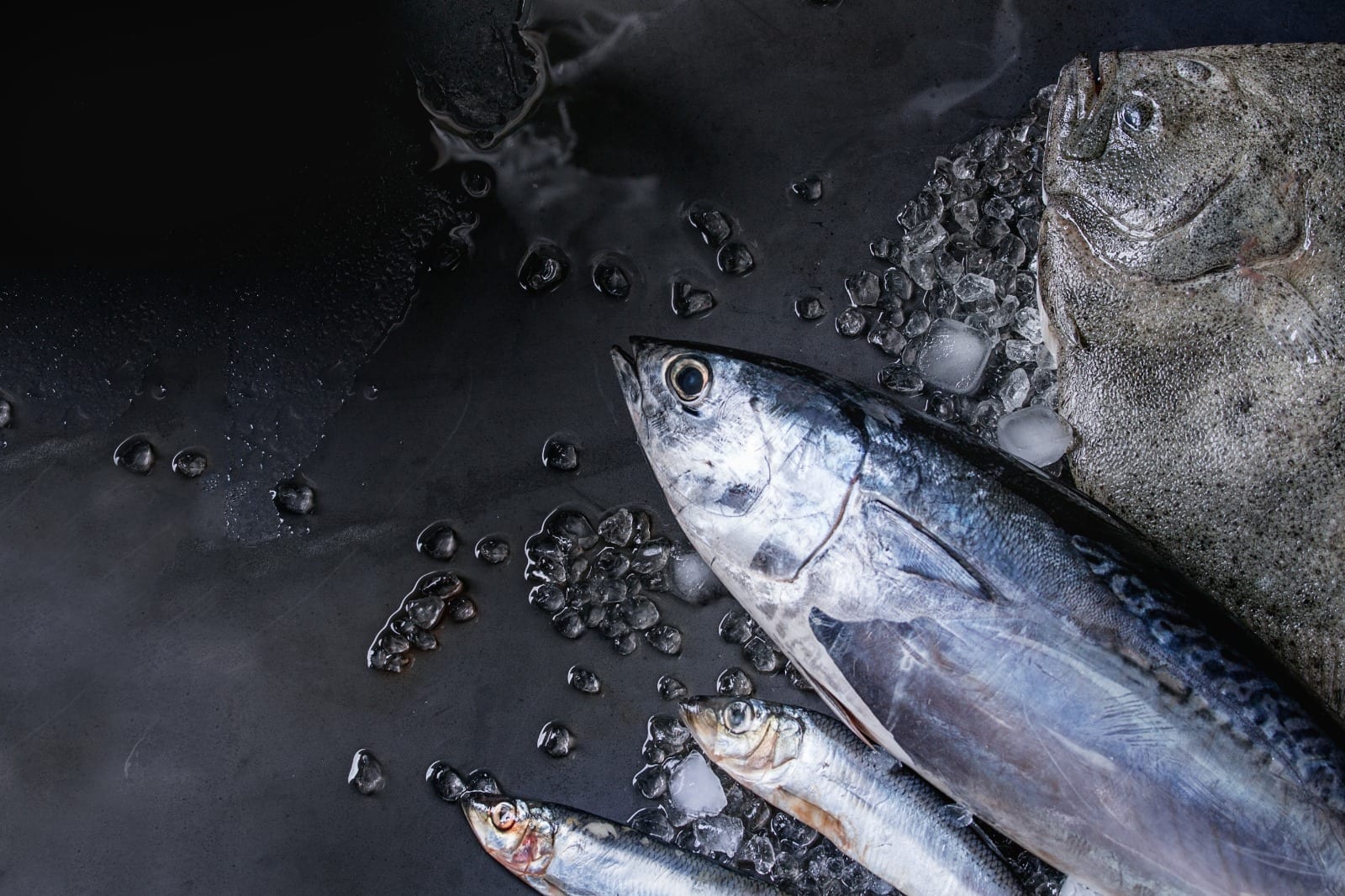 تحديث أمريكا وكالة  لون لحم سمك التونة - تجارتنا