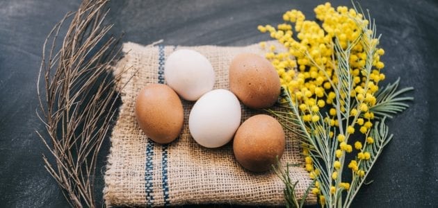 تجارة البيض شرح كيف توزع البيض وتربح منه في تجارة البيض