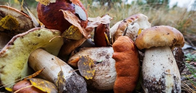 Mushroom Seeds and Their Importance