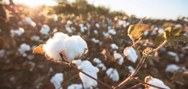 Learn About Cotton Sources Around the World