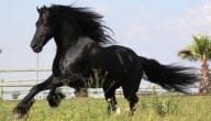 Information About the Best Types of Horses