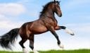 The Most Expensive Types of Horses in the World