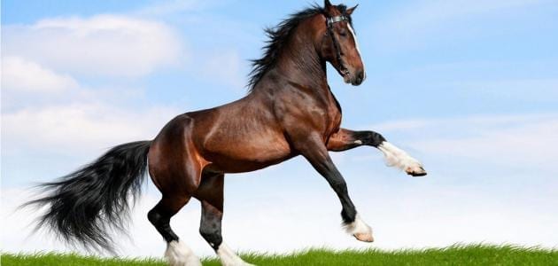 قائمة أغلى أنواع الخيول في العالم