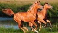 أنواع الخيول للتجارة افضل سلاسله الخيول للتجارة