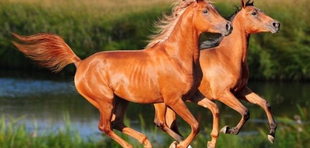 Types of Horses for Trade