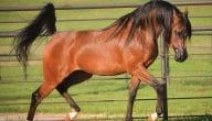 Learn More about the Arabian Horse Trade