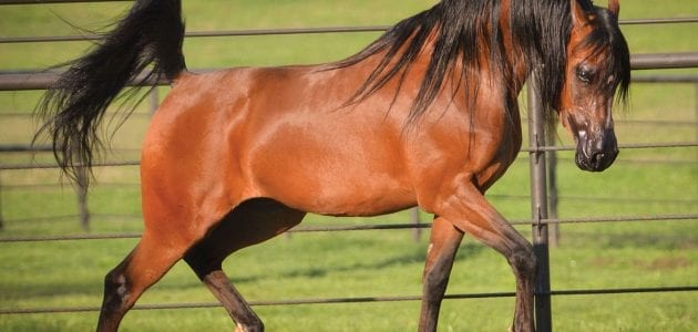 Learn More about the Arabian Horse Trade