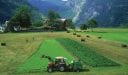 ما هي المحاصيل الزراعية النرويجية