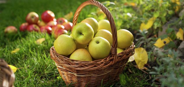 كيفية زراعة التفاح البلدي