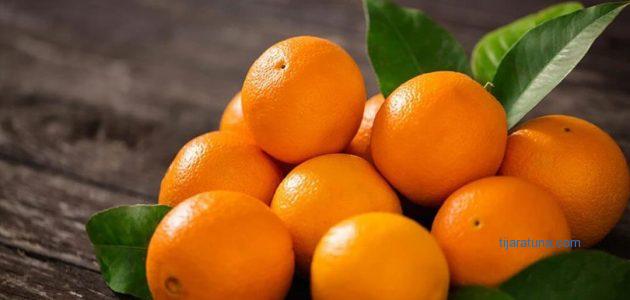 زراعة البرتقال في السعودية