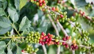 كيف يتم زراعة القهوة في الاردن