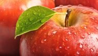 كيفية زراعة التفاح بالعُقل