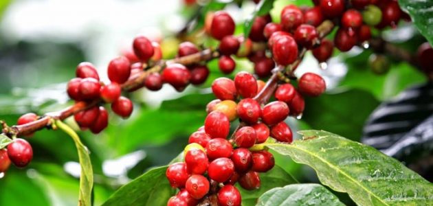 كيف تتم زراعة القهوة في سلطنة عمان