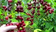 ما هي الظروف المناسبة لزراعة القهوة