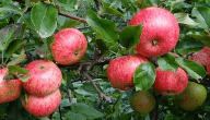 ما هو موسم زراعة التفاح