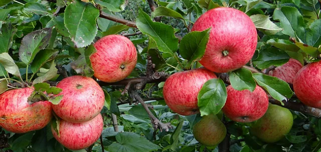 ما هو موسم زراعة التفاح