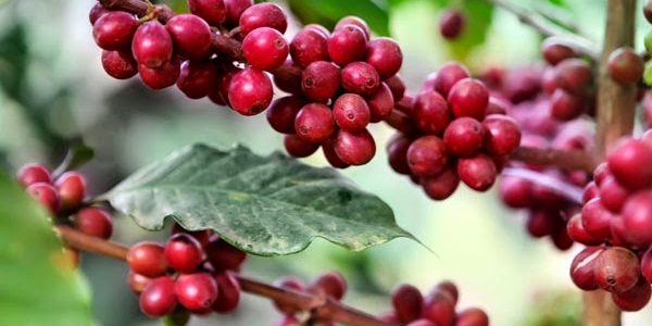 كيف يتم زراعة القهوة في تونس