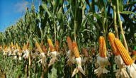 زراعة محصول الذرة في السودان
