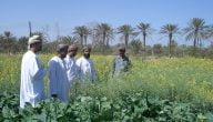 ما هي الزراعات المربحة في سلطنة عمان