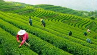 ما هي الدول المنتجة للشاي عالمياً