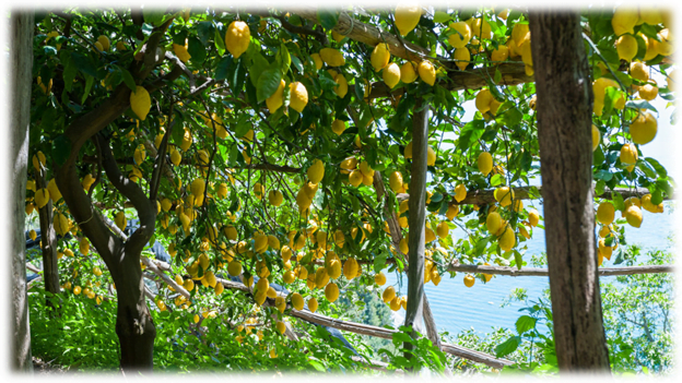 المنزل في زراعة الليمون جربي بنفسك