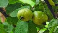 طرق زراعة الجوافة ومواسم زراعتها وأنواعها