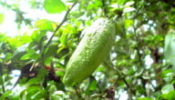 مواسم زراعة أصابع الليمون وطريقة زراعة أصابع الليمون وفوائدة الصحية