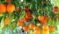 مواسم زراعة البرتقال وطريقة زراعة شجرة البرتقال وأماكن زراعة البرتقال