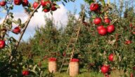 مواسم زراعة التفاح وطريقة زراعة شجرة التفاح وأشهر أصناف التفاح المنتشرة في العالم