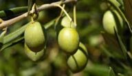 مواسم زراعة الزيتون وطريقة زراعة الزيتون والفوائد الصحية للزيتون