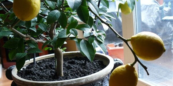 مواسم زراعة الليمون الحامض وطريقة زراعة شجرة الليمون