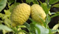 مواسم زراعة الليمون الفردوسي طريقة زراعة الليمون الفردوسي