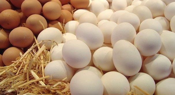 العوامل المؤثرة في إنتاج البيض 