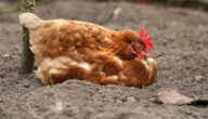 خمول الدجاج بشكل مستمر العلاج والدواء