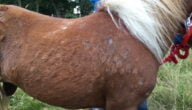 أسباب الأمراض الجلدية للخيول و طرق علاجها