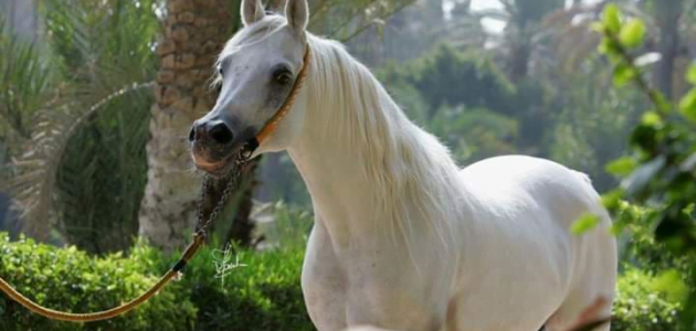 أسباب مرض فقر الدم عند الخيول وطرق علاجها
