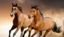 أسرع الخيول في العالم ومواطنها