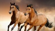 أسرع الخيول في العالم ومواطنها