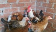 أسس تربية الدجاج البياض في المداجن والمنازل