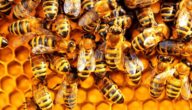 أمراض أساسية تصيب النحل