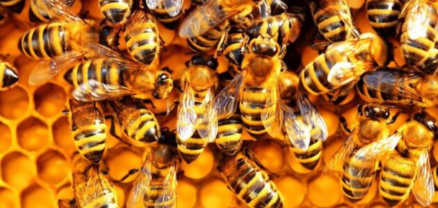 أمراض أساسية تصيب النحل