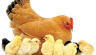 ما هى البيئة المناسبة لتربية دجاج التسمين