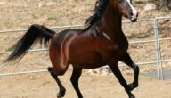الخيول العربية الأصيلة وأنواعها معلومات عن انواع الخيول العربية الاصيلة بالصور
