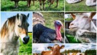 بحث عن تربية الحيوانات في المزرعة