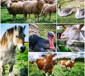 بحث عن تربية الحيوانات في المزرعة