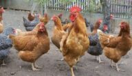 تربية دجاج الساسو بالتفصيل وكيفية الربح منها