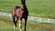 أسباب التشوهات في الساقين و المفاصل عند الخيول وطرق علاجها