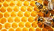 دراسة جدوى مشروع نحل العسل الأصلي في مصر