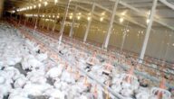 دراسة مشروع الدجاج البياض مربح في البحرين